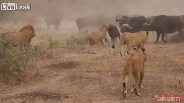 Ava giderken avlandı! Bir anda bufaloların arasında kalan aslanın zor anları (Aslan - Bufalo kavgası) - 34