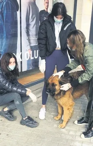 Defne Samyeli sokak hayvanlarını elleriyle besledi