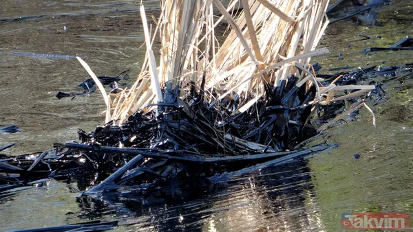 Edirne'de çevre katliamı! Tonlarca fuel oil 30 dekar alana ve dere yatağına yayıldı - 14
