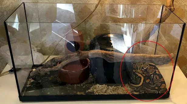 Pitonlu tefecilere operasyon: 11 şüpheli eş zamanlı baskınla yakalandı!-2