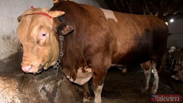 Kurban nasıl kesilir? Kurban için vekalet nasıl verilir? Kurban ibadetinde nelere dikkat edilmeli? Diyanet kurbanda dikkat edilmesi gerekenleri açıkladı - 20