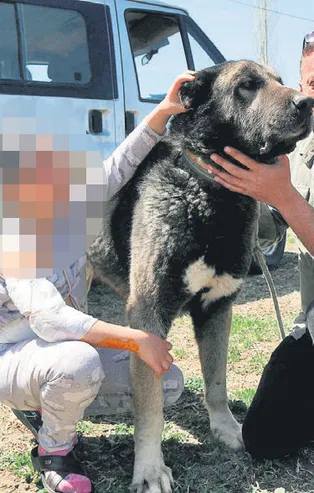 7 sokak köpeğinin saldırısına 9 yaşındaki kızın babası isyan etti: Bir çocuğun canı bu kadar mı kıymetsiz!