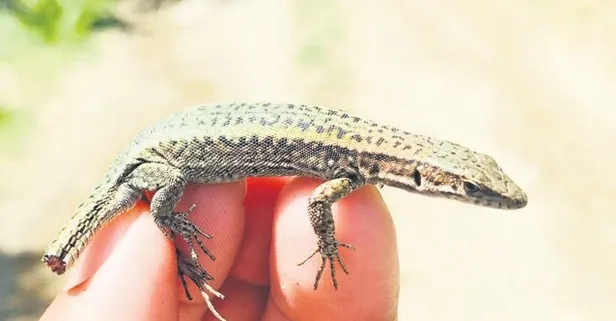 Kaçkar Dağları’nda yeni kertenkele türü keşfedildi!