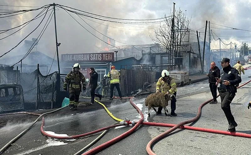 Kurbanlık hayvanlar tahliye edildi. (AA)