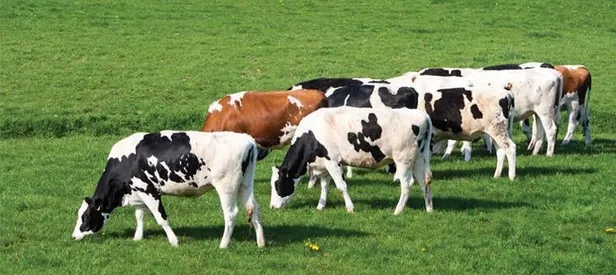 Doğu ve Güneydoğu için yeni eylem planı