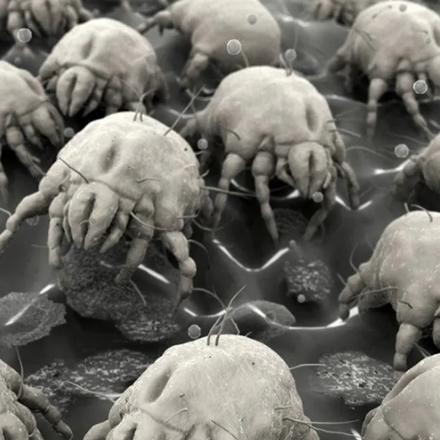 Vücudumuzda geziyor! 8 bacaklı, korkunç...