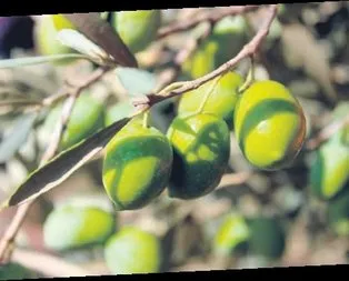 Milas zeytinyağı korumaya alındı