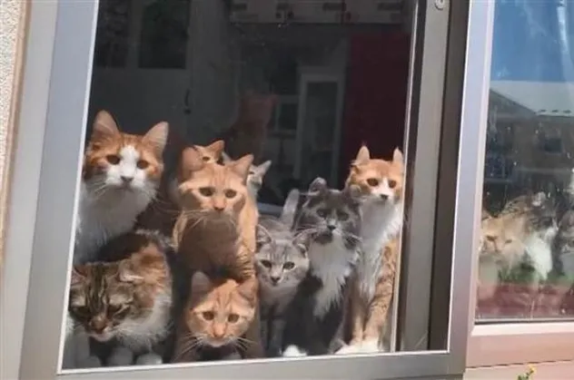 Sosyal medya meraklı kedileri konuşuyor