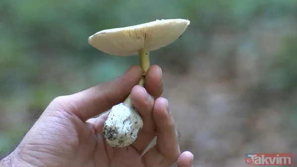 50 gramı bile insanı öldürebiliyor! 29 binden fazla mantar türü yenmiyor: İnsanları öldüren mantarların yüzde 95'i köygöçüren mantarı - 3