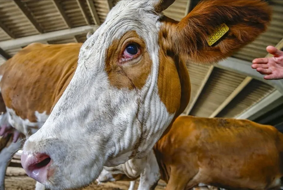 Namazdan önce keserseniz kabul olmaz