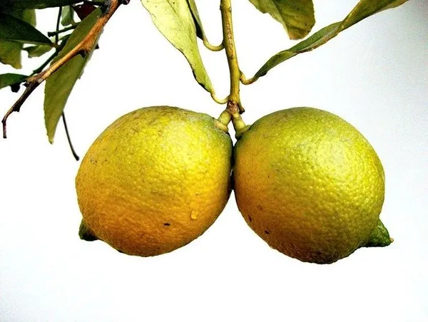Limonun faydaları nelerdir? Limon hangi hastalıklara iyi gelir?-6