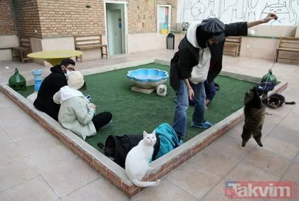 İran’da Kedi Kafe Müzesi büyük ilgi görüyor