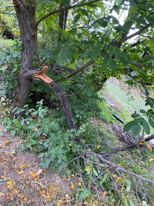 gumushanede-budamak-icin-ciktigi-seftali-agacindan-dusen-ayse-usta-hayatini-kaybetti-1634478991099.jpg Gümüşhane'de budamak için çıktığı şeftali ağacından düşen Ayşe Usta hayatını kaybetti-4