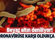 Herkes onun peşinde! Koronavirüse karşı oldukça etkili! Beyaz altın deniliyor... Dikimi yeniden başladı