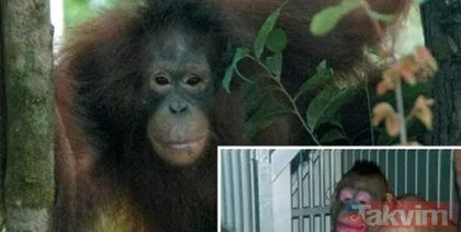 Yatağa bağladıkları orangutanı cinsel ilişki kölesi yaptılar!