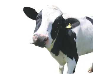 Kızılay’dan 3 kıtaya kurban