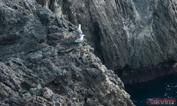 SON DAKİKA! Antalya'da CHP'li belediyeden deniz yaşamını bitirecek proje! Pavyona benzetildi - 7