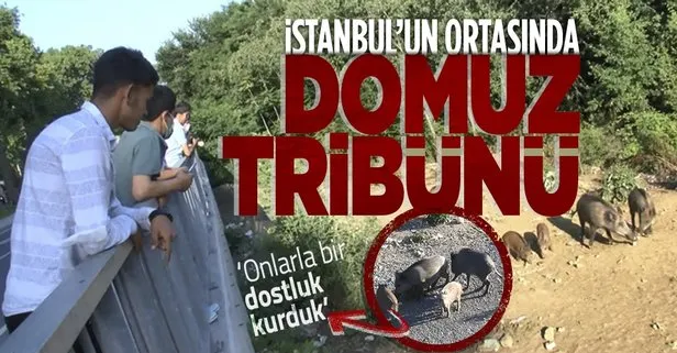 İstanbul Sarıyer’de domuz izleme tribünü oluştu