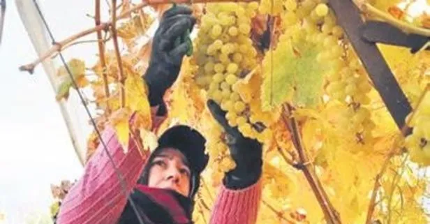 Manisa’da kış ayında üzüm hasadı