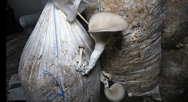 yan-gelir-olsun-diye-adim-atti-parayi-buluyor-iki-odadan-aylik-kazanci-yaklasik-30-bin-lira-1610730453366.jpg Yan gelir olsun diye adım attı parayı buluyor! İki odadan aylık kazancı yaklaşık 30 bin lira...-5