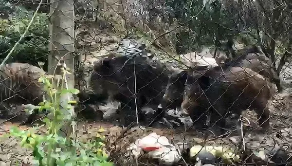İstanbul’da domuz sürüsü korkuttu-4
