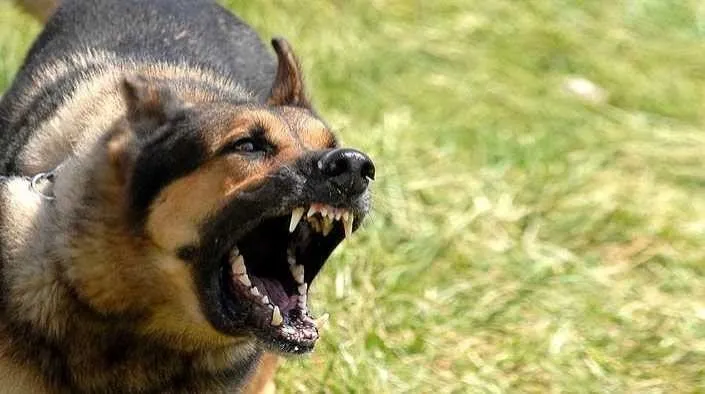 1783264891902.jpeg İstanbul'da yüzde 65'i tamam! Başıboş köpek sorunu tarih olacak-3