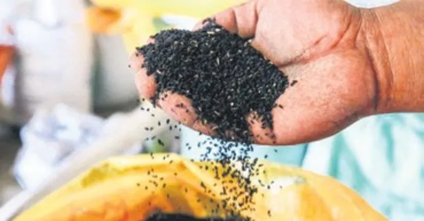 Uşak'ta çörek otu ekimi rekor kırdı!