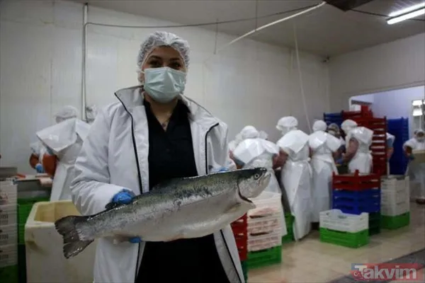 Yıllık kazançları 1 milyar TL! Deniz olmayan şehir Malatya'dan Avrupa ve Rusya'ya somon ihraç ediyorlar - 11