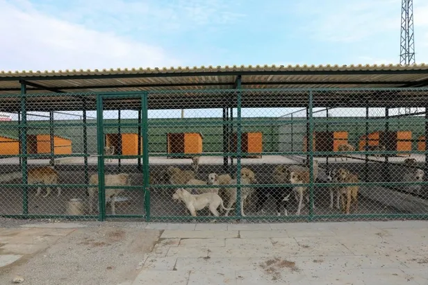 ‘Yasaklı ırk’ köpek sahipleri silah alamıyor saldırgan köpek yetiştiriyor: Kestikleri kulakları yediriyorlar!-6