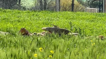 Kızıl Sincap çağla yerken görüntülendi