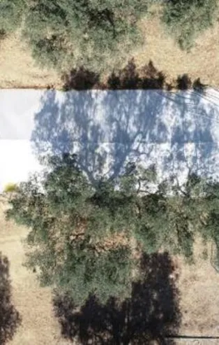 İznik'te bulunmuştu! Zarar görmesin diye hemen üzeri kapatıldı