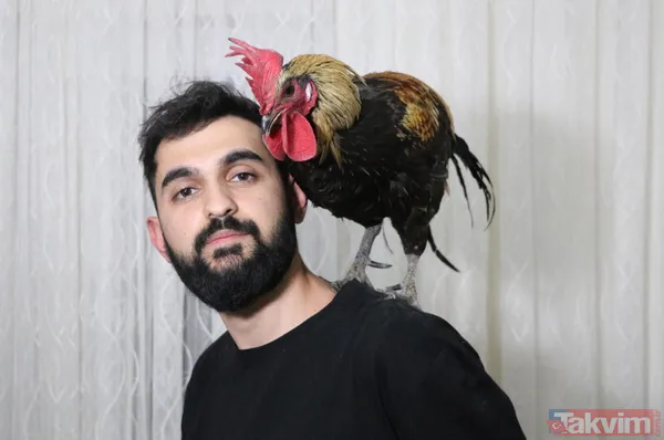Öterken bayılan Denizli horozu Bahtiyar baba oldu! 10 civcivi var - 4
