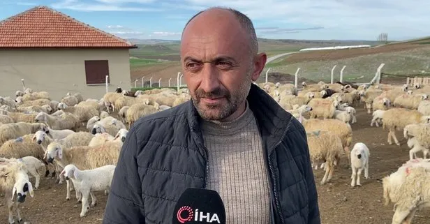 Yozgat’ta öğretmenliği bırakıp devlet desteği ile koyun yetiştiriciliğine başladı! Şimdi tam 500 koyunu var