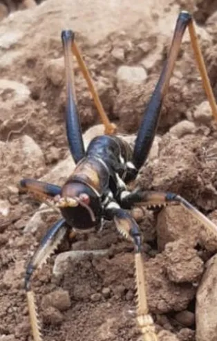 Adıyaman'da insana saldıran çekirge paniği