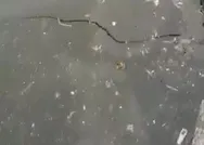 CHPli İBBnin yalanı elinde patladı: Haliçin pislik içindeki hali Eyüp sahilinde böyle görüntülendi