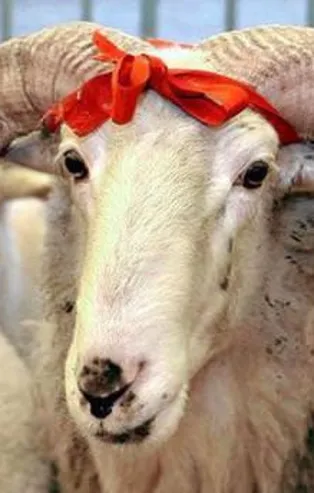 Vekalet yoluyla kurban 850 TL