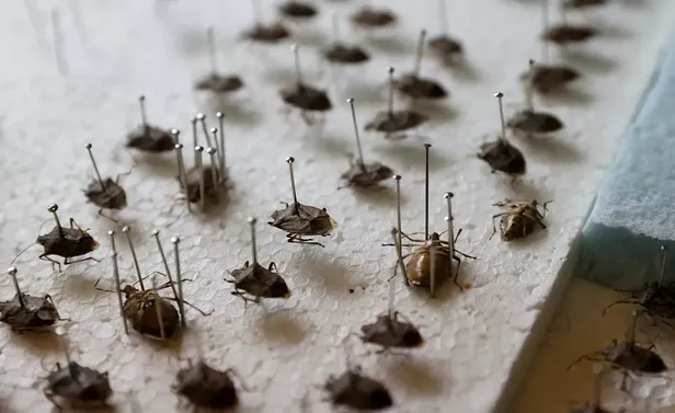 gurcistandan-samsuna-kadar-yayildi-karadenizi-ele-gecirdiler-baskanlardan-acil-eylem-uyarisi-giresun-rize-artv-1696510738614.jpeg 3 ilin başkanı alarma geçti! Samsun, Giresun, Rize, Artvin, Ordu, Trabzon'da yaşayan herkesi ilgilendiriyor! " 30 km boyunca..."-8