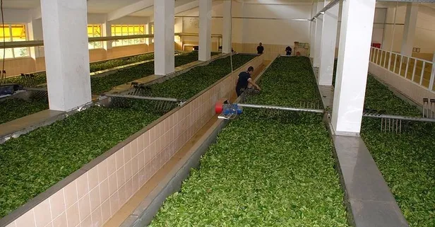 Çay üreticisine 256 milyon TL