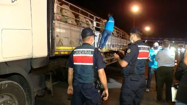 Kurbanlıkların İstanbul'a girişi başladı! 7 gün 24 saat tek tek kontrol ediliyor-4