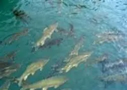 Balıklıgöl’deki balıklar ölüyor