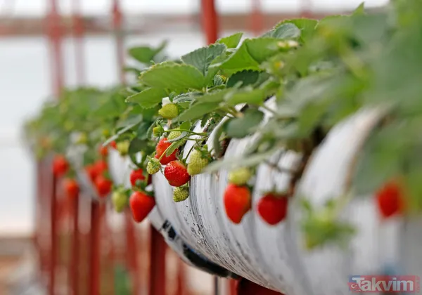 Jeofizik mühendisi 2 milyonluk yatırımla çilek serası kurdu! Taleplere yetişemiyor - 2