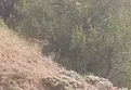 Sorgun'da vaşak görüntülendi