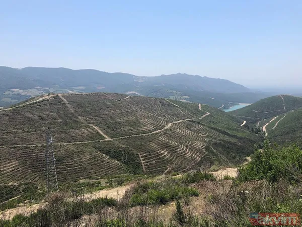 Adana Kozan'da geçtiğimiz yıl yanan 280 futbol sahası büyüklüğündeki alan 5 ay sonra yemyeşil - 3