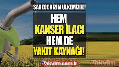 Kanserden, yakıt üretimine her alanda işe yarayacak! Dünyada sadece Türkiye’de çıkıyor!