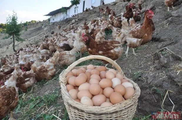 Yumurta kabuğunun faydaları nelerdir? Yumurta kabuğu neye iyi gelir?