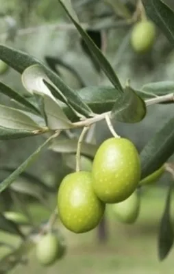 Zeytinlik tasarısı ile ilgili kritik gelişme