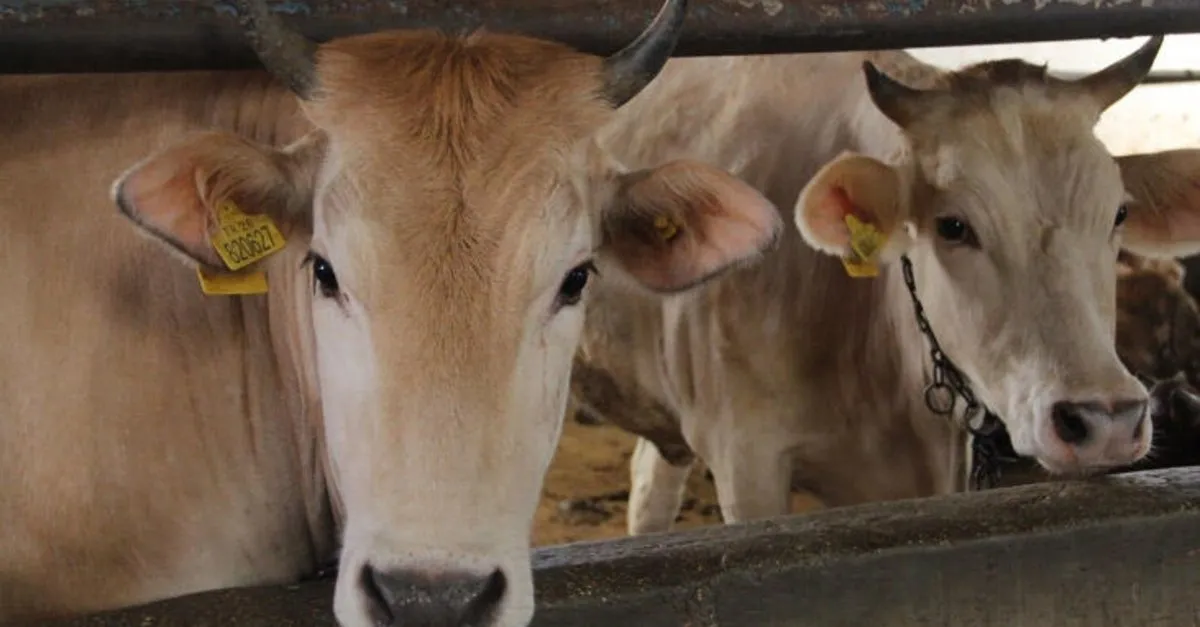 buyukbas kurbanlik fiyatlari 2020 kac