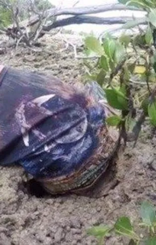 Toprağın altına girip devi yakaladı!