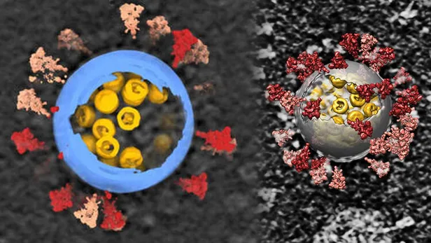 ilk-kez-bu-kadar-net-goruntulendi-iste-koronavirusun-insan-hucresine-girdigi-an-1602422272727.jpg İlk kez görüntülendi! İşte koronavirüsün hücreye girdiği an...-3