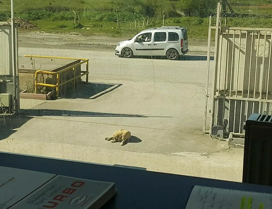 Köpeği aracıyla ezip kaçtı!